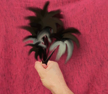 the Hyènes - Verdure Image 1